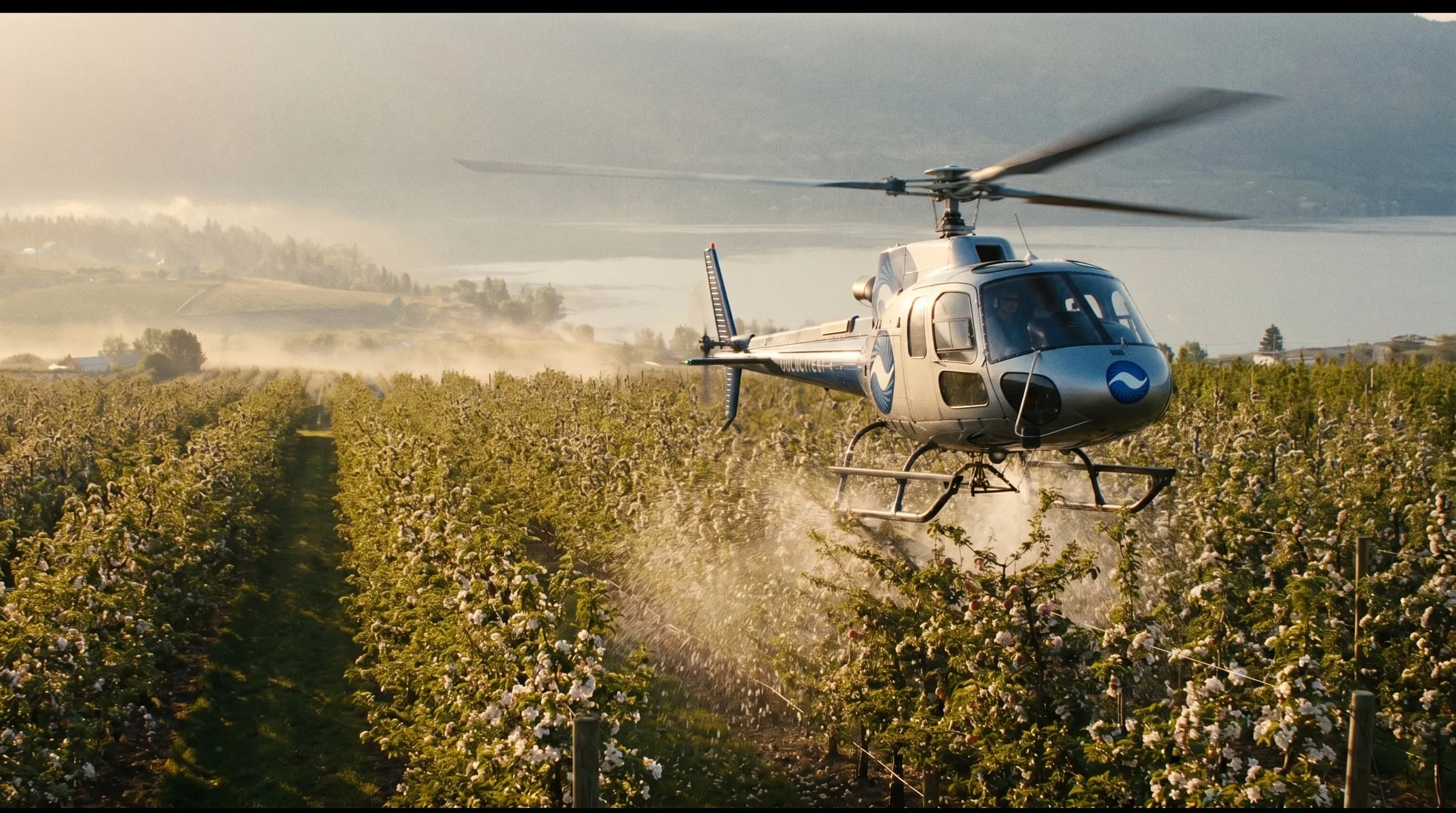 A Coldstream AStar helicopter flying low over Okanagan orchard rows at dawn